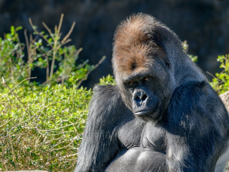 Ein Gorilla auf einer Wiese.