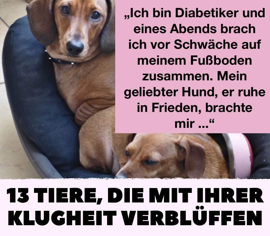 13 Tiere, die mit ihrer Klugheit verblüffen