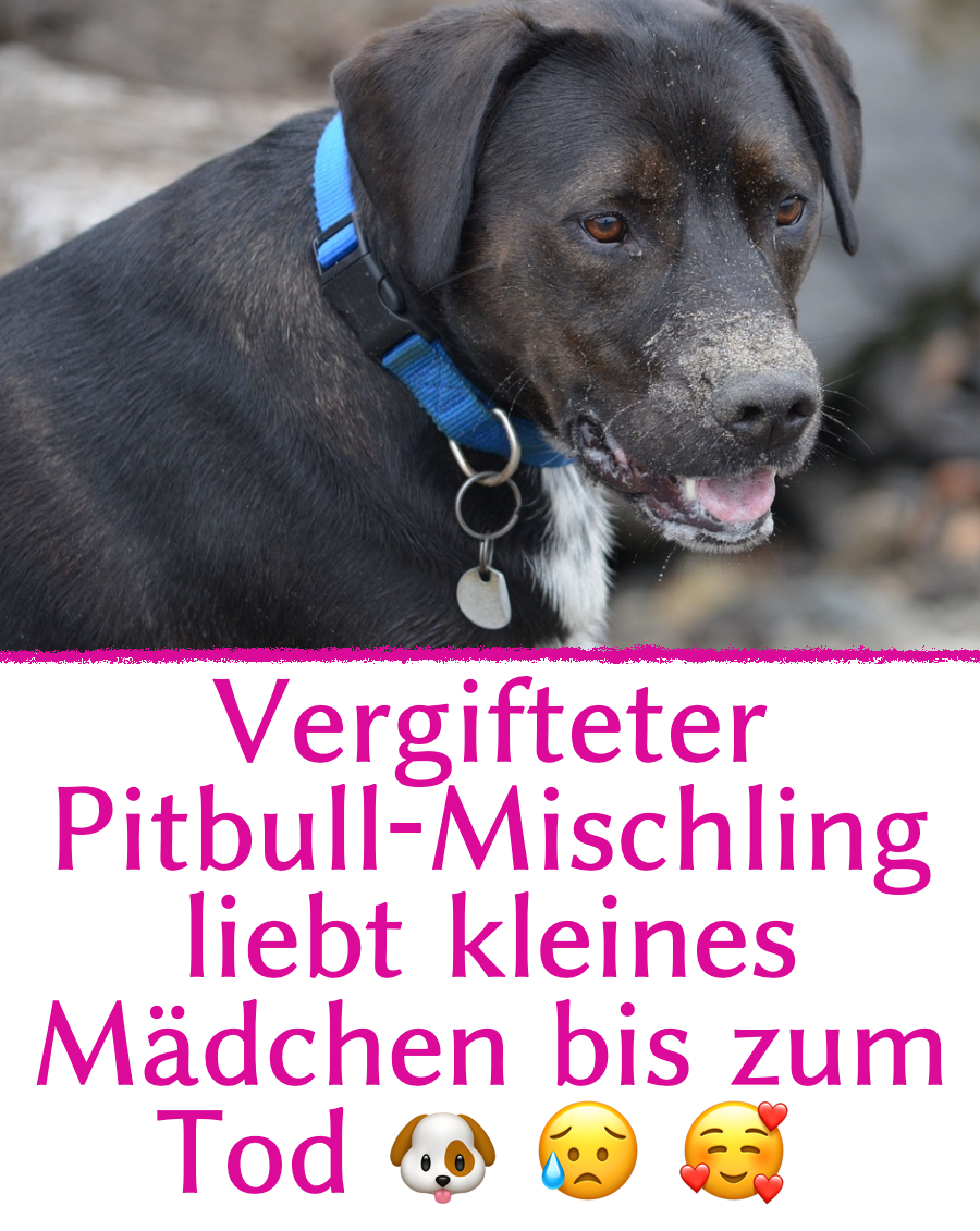 Vergifteter Pitbull liebt kleines Mädchen bis zum Tod