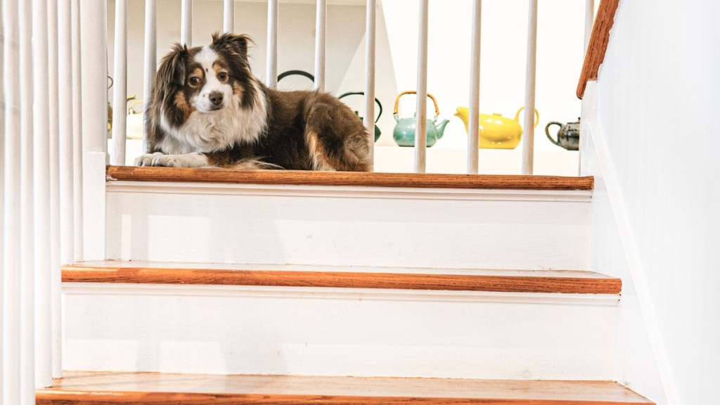 Hund auf einer Treppe.