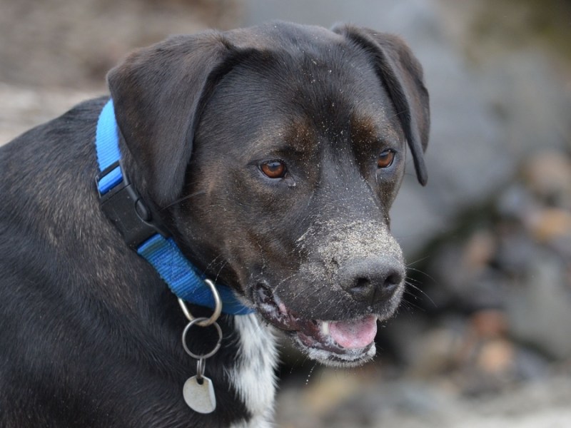 Ein Labrador-Pitbull-Mischling.