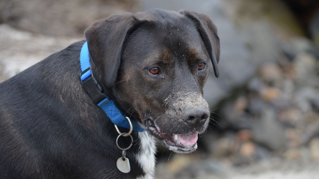 Ein Labrador-Pitbull-Mischling.