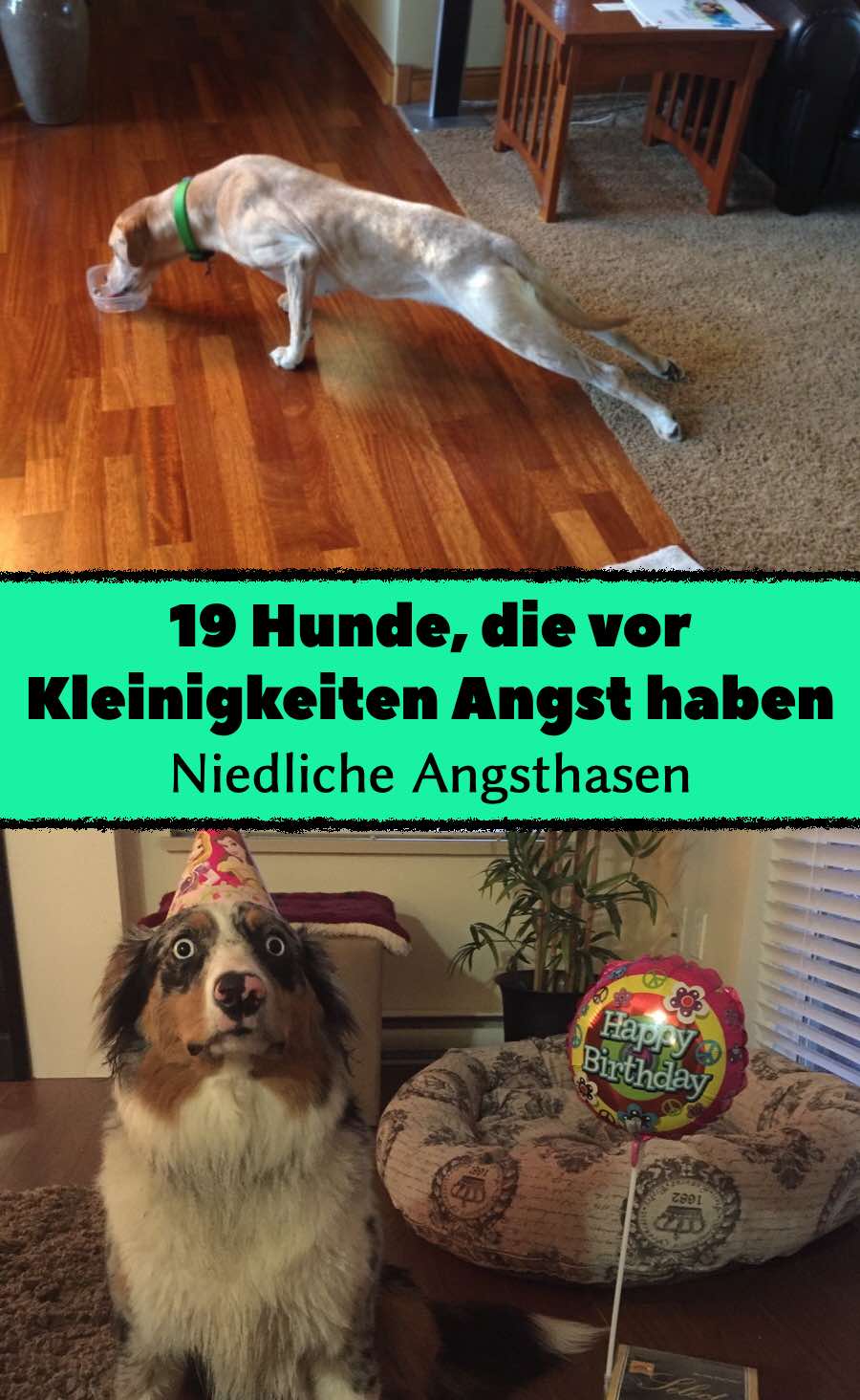 19 Hunde, die vor Kleinigkeiten Angst haben