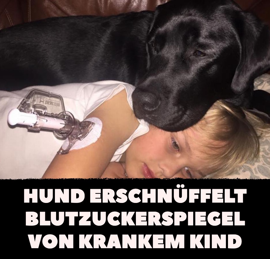 Hund erschnüffelt Blutzuckerspiegel von krankem Kind