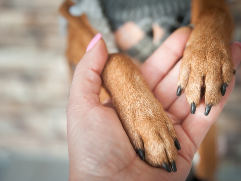 Ein Mensch hält die Pfoten seines Hundes in der Hand.