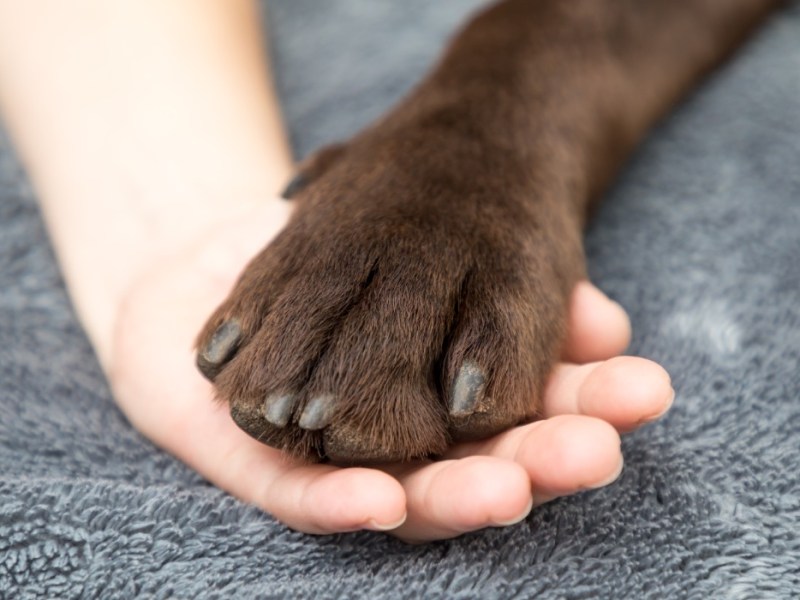 Ein Kind hält die Pfote eines Labradors.