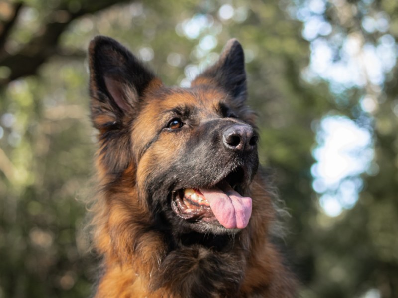 Ein Foto von einem hechelnden Schäferhund