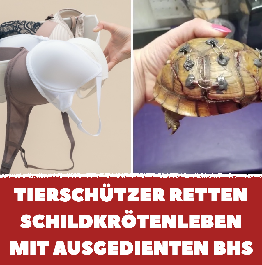 Alte BHs sorgen für Tierrettung von Schildkröten