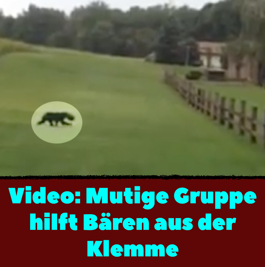 Video: Mutige Gruppe hilft Bären aus der Klemme