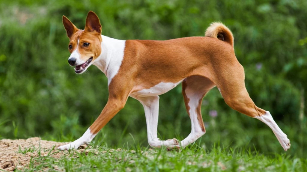 Basenji