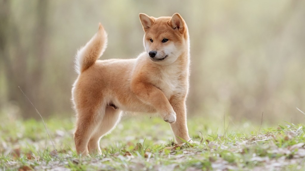 Shiba Inu