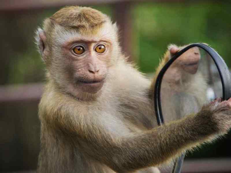 11 bemerkenswerte Tiere, die Werkzeuge benutzen.
