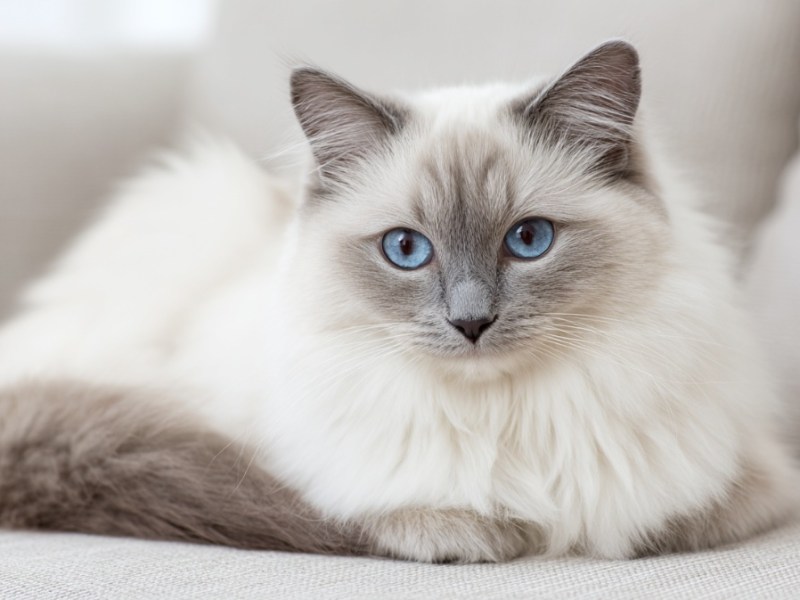 Ragdoll: Der sanfte Riese der Schmuseeinheiten