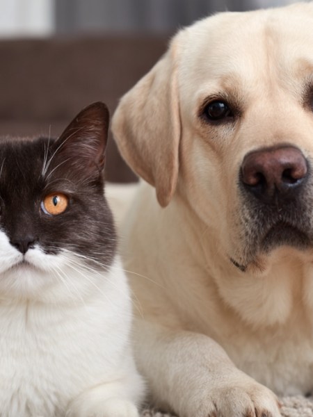 10 Gründe, warum Katzen besser sind als Hunde