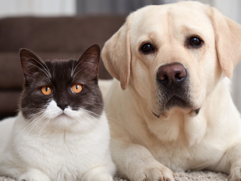 10 Gründe, warum Katzen besser sind als Hunde