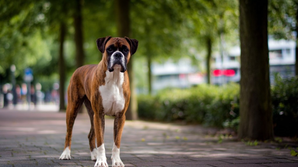 Boxer
